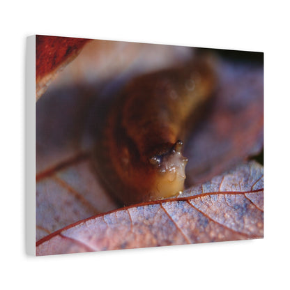 Macro Slug on Autumn Leaf Canvas Print