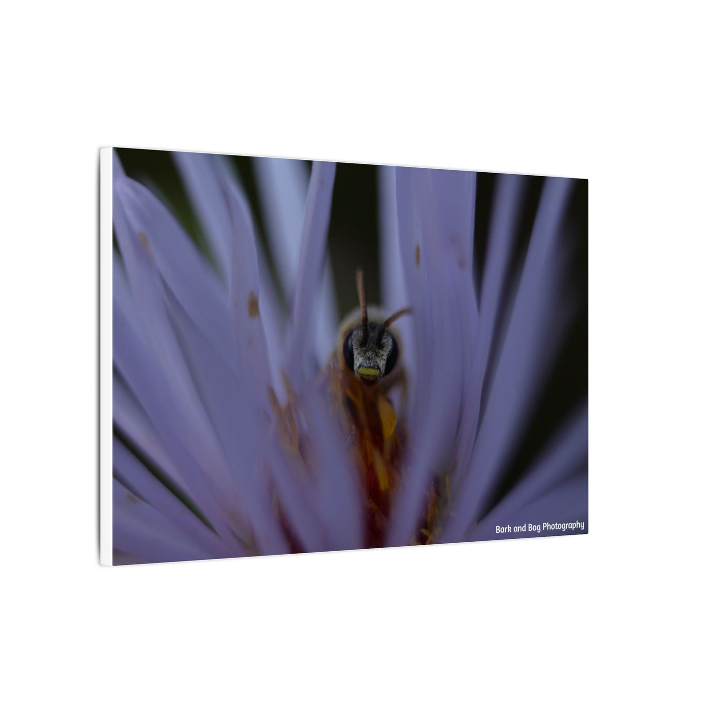Bee in Purple Flower Canvas | Matte Stretched Wall Art