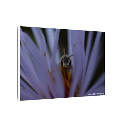 Bee in Purple Flower Canvas | Matte Stretched Wall Art