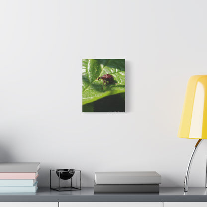 Weevil on Leaf Matte Stretched Canvas Wall Art