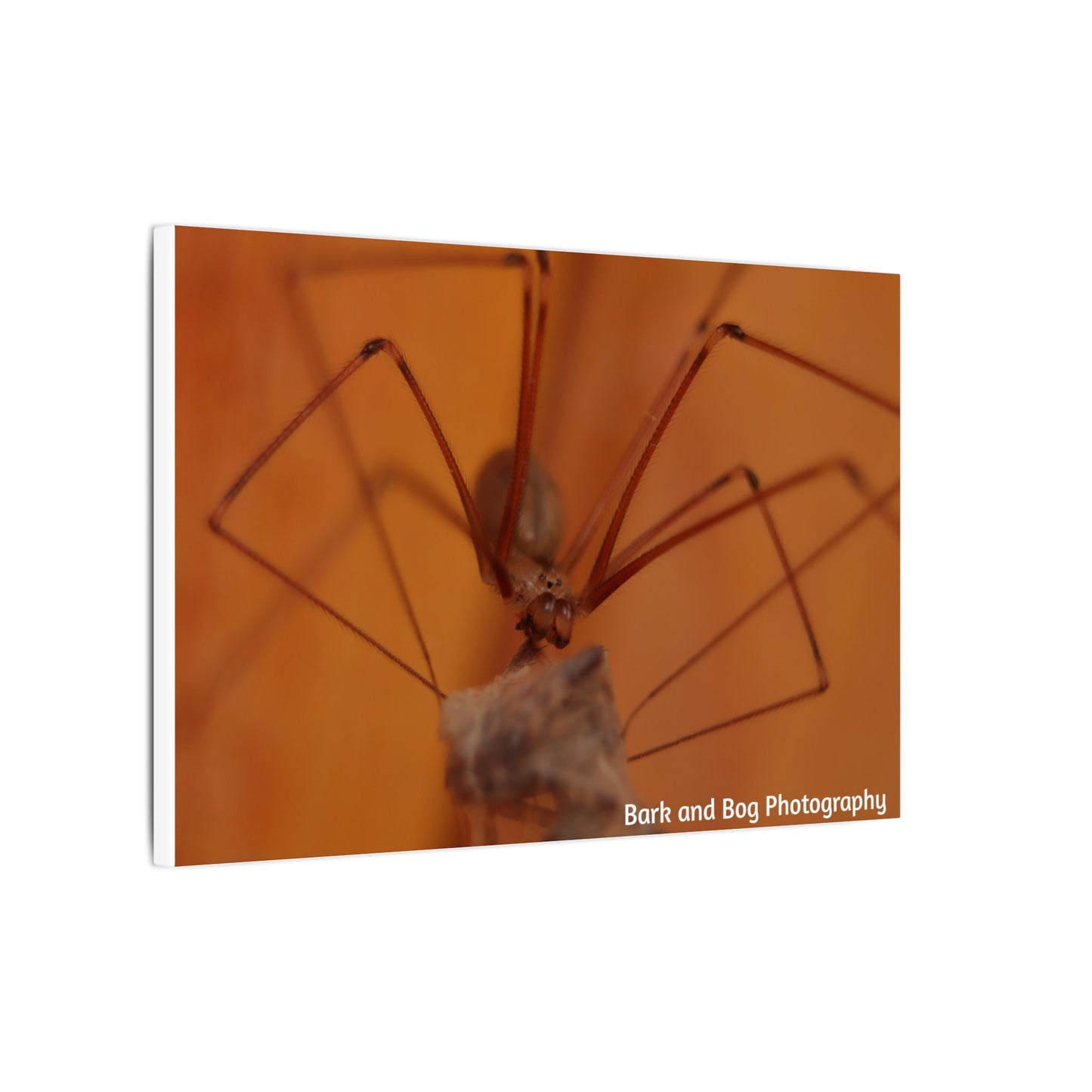 Long-Bodied Cellar Spider Macro Canvas