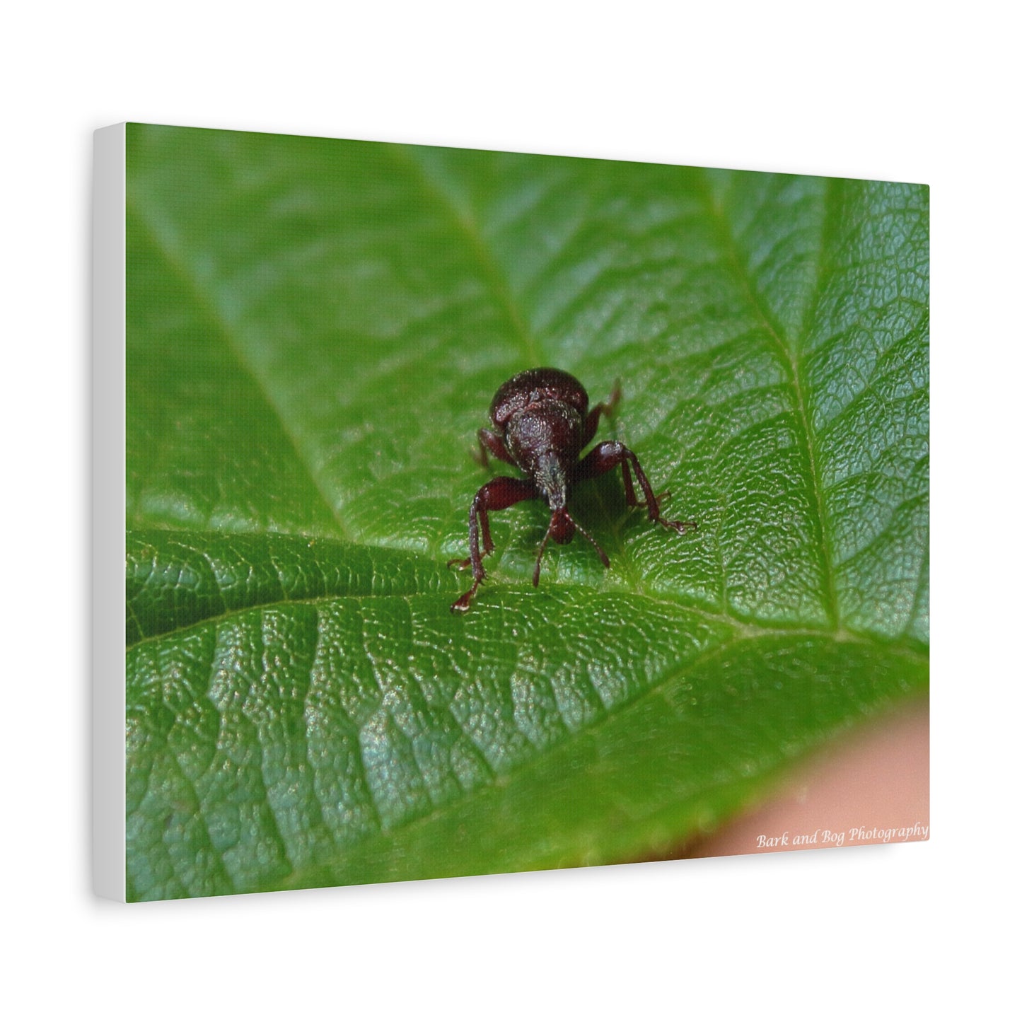 Weevil on Green Leaf Matte Canvas Print — Macro Insect Wall Art, Stretched 1.25"