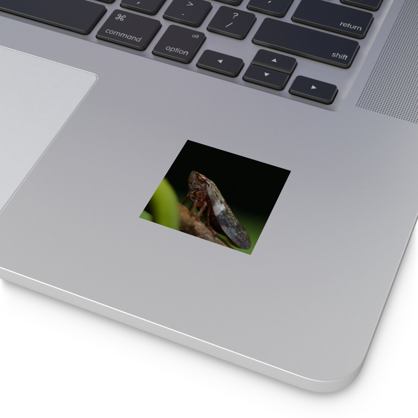 Treehopper insect close-up Square Vinyl Sticker | macro bug photography
