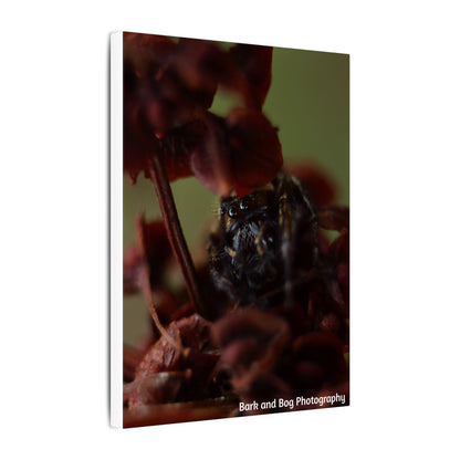 Macro Jumping Spider on Red Flowers Canvas | Matte Stretched Wall Art VERTICAL
