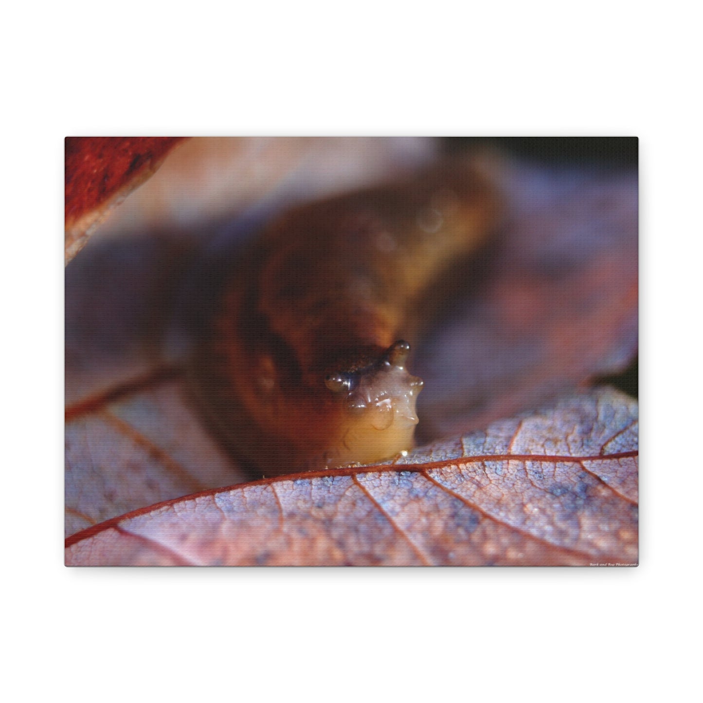 Macro Slug on Autumn Leaf Canvas Print