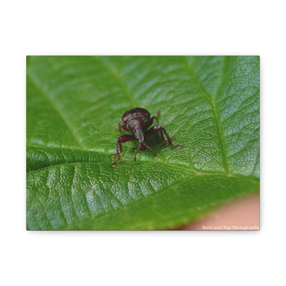 Weevil on Green Leaf Matte Canvas Print — Macro Insect Wall Art, Stretched 1.25"