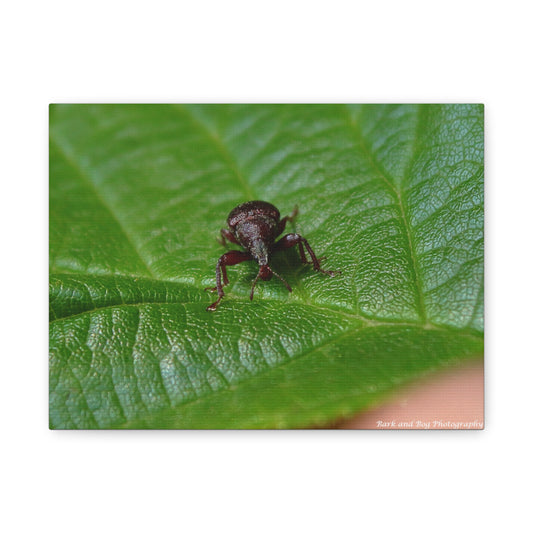 Weevil on Green Leaf Matte Canvas Print — Macro Insect Wall Art, Stretched 1.25"