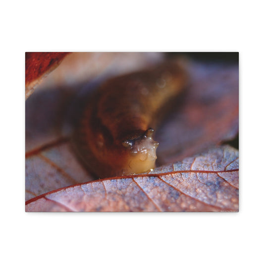 Macro Slug on Autumn Leaf Canvas Print