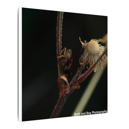 Tree Hopper Macro Canvas
