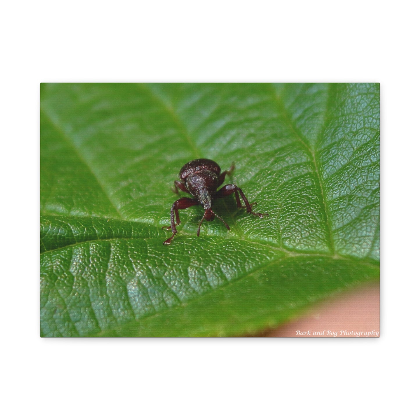 Weevil on Green Leaf Matte Canvas Print — Macro Insect Wall Art, Stretched 1.25"