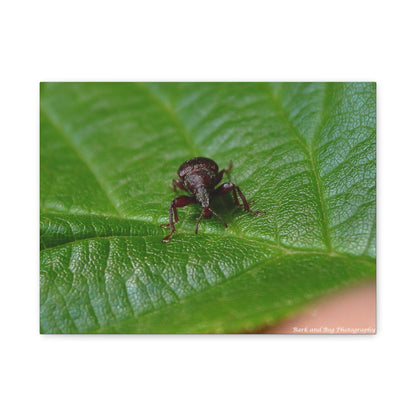 Weevil on Green Leaf Matte Canvas Print — Macro Insect Wall Art, Stretched 1.25"