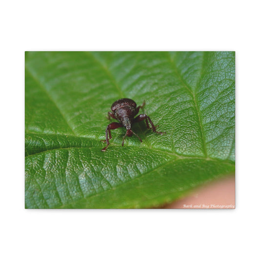 Weevil on Green Leaf Matte Canvas Print — Macro Insect Wall Art, Stretched 1.25"