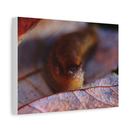 Macro Slug on Autumn Leaf Canvas Print