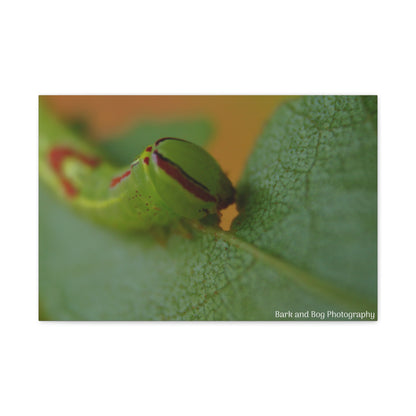 Canvas Print, Saddled Prominent Moth Caterpillar Macro Photograph, Wall Art, Nature Home Decor, Insect Lover Gift, Botanical Artwork,