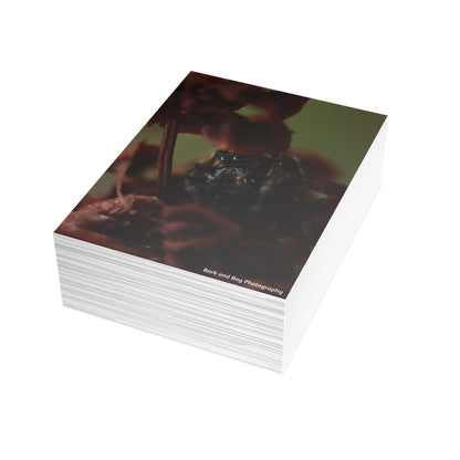 Jumping Spider Postcard Bundle | Envelopes Included