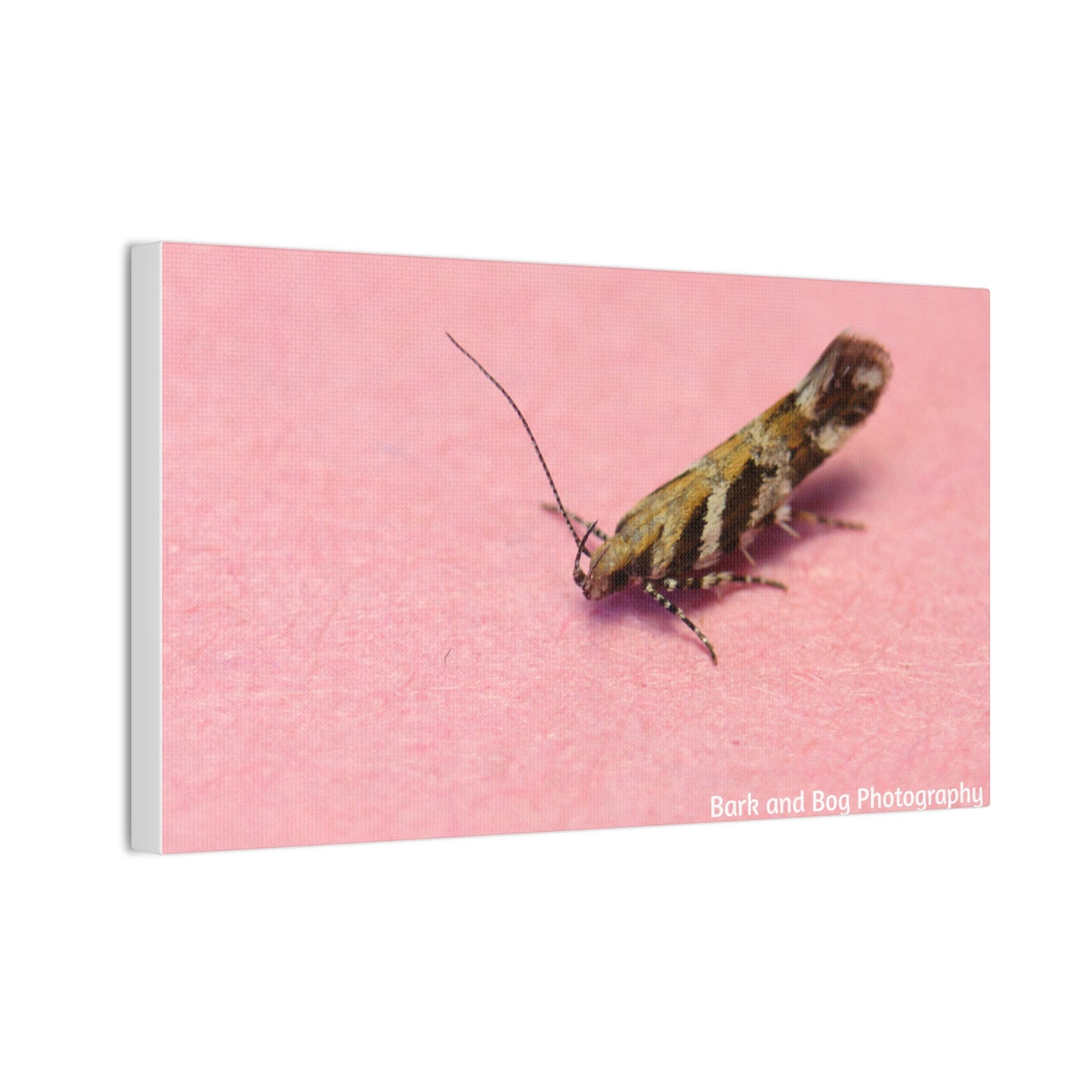 Insect Wall Art, Canvas Print, Unique Home Decor, Nature Lover Gift, Minimalist Artwork, Bug Photography