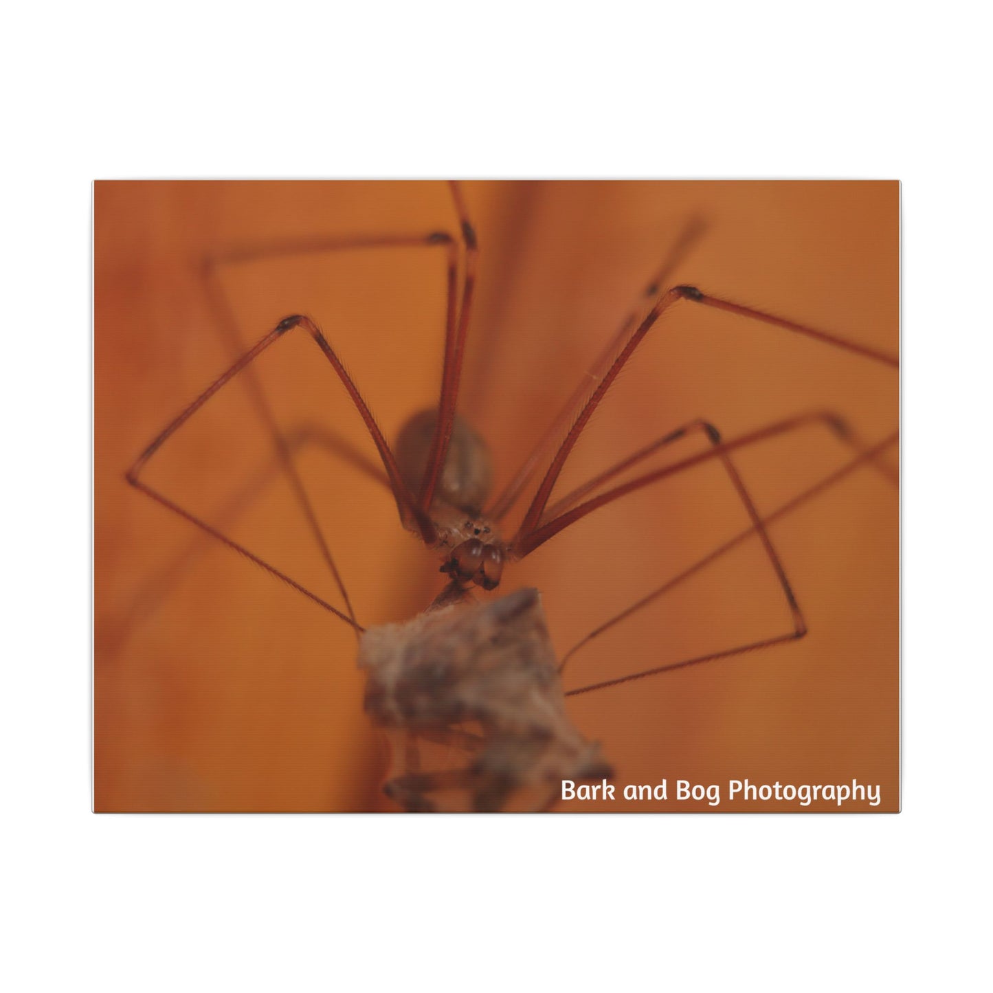 Long-Bodied Cellar Spider Macro Canvas