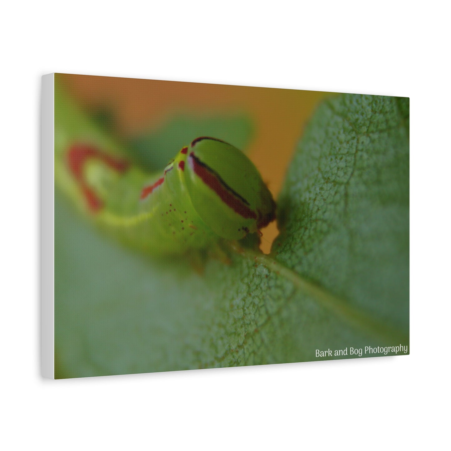 Canvas Print, Saddled Prominent Moth Caterpillar Macro Photograph, Wall Art, Nature Home Decor, Insect Lover Gift, Botanical Artwork,