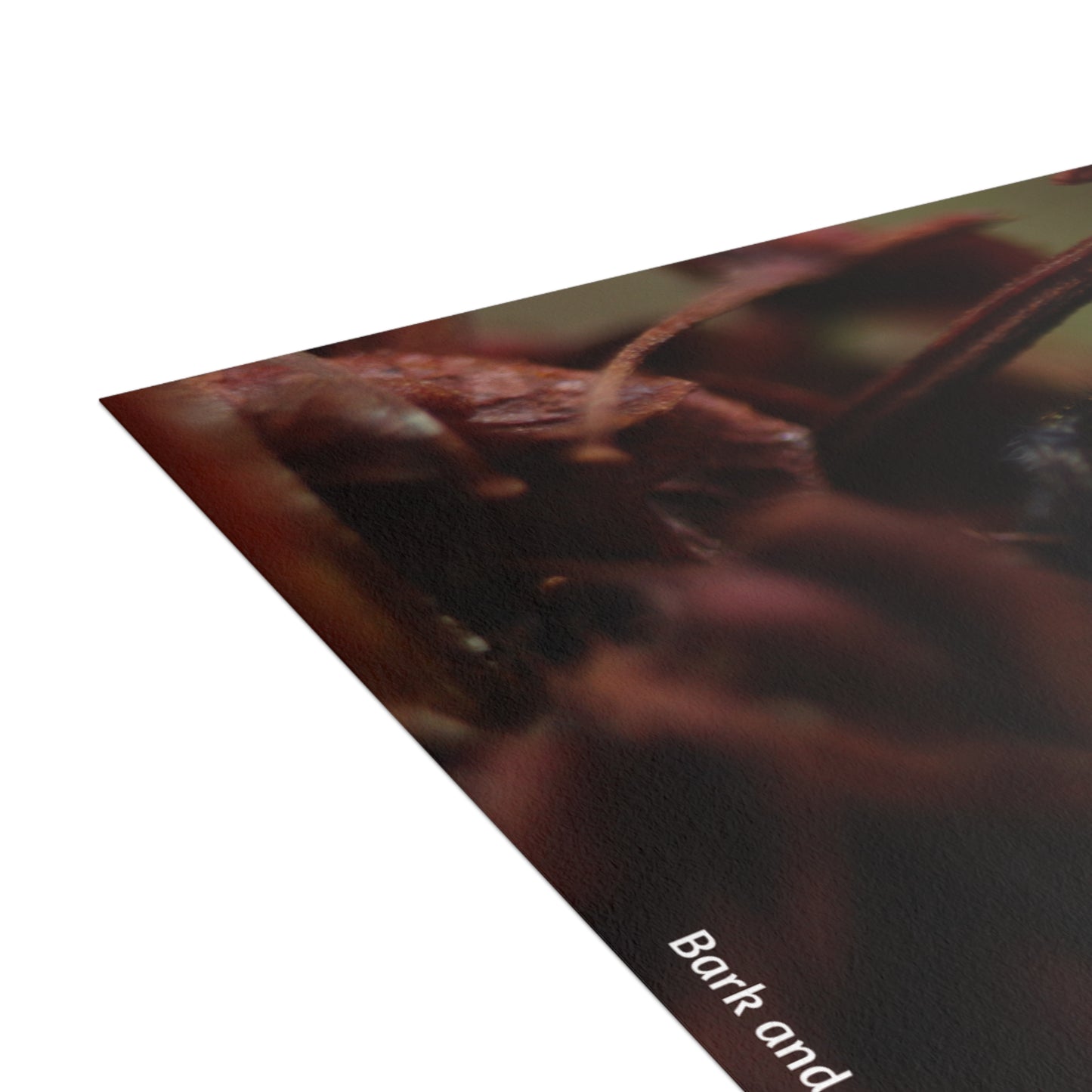 Jumping Spider Postcard Bundle | Envelopes Included