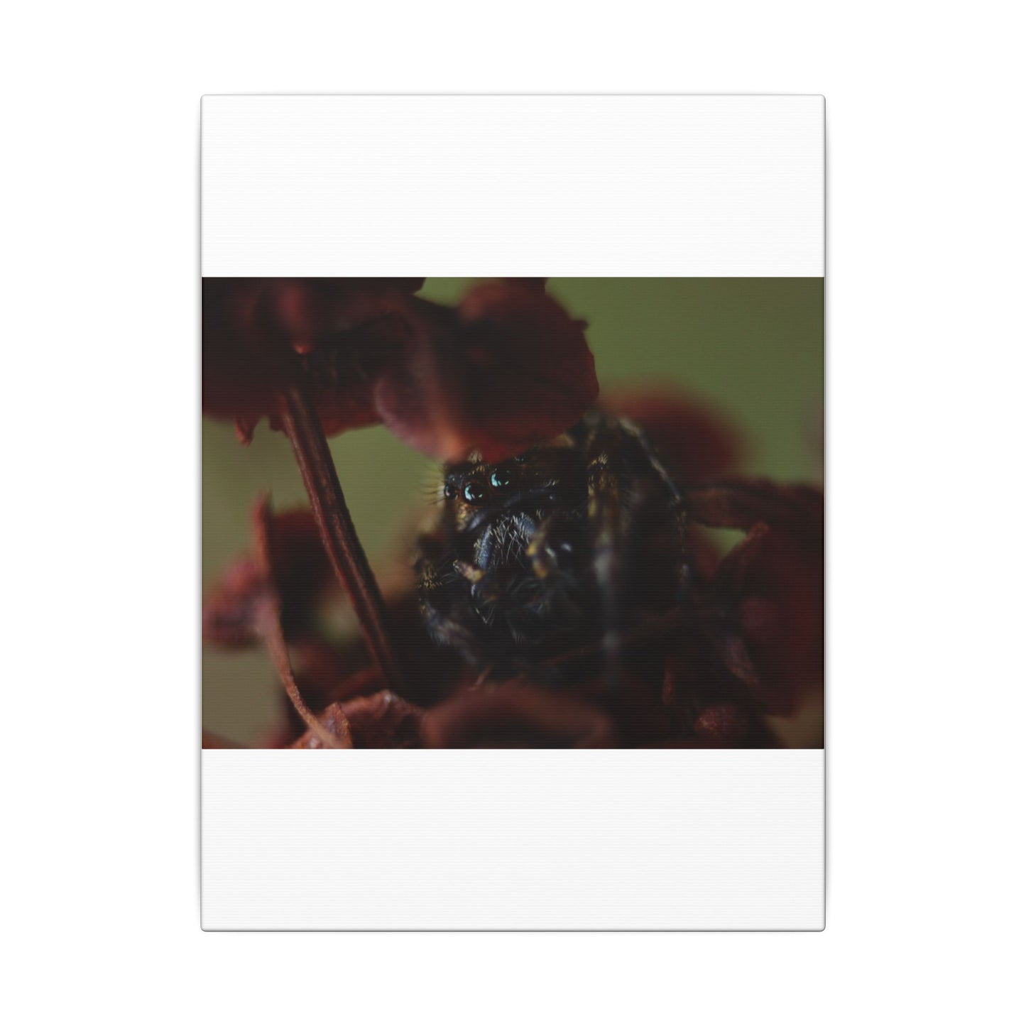 Close-Up Jumping Spider Photography Canvas
