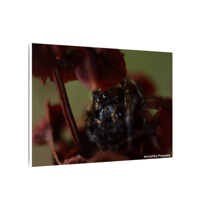 Close-Up Jumping Spider Photography Canvas