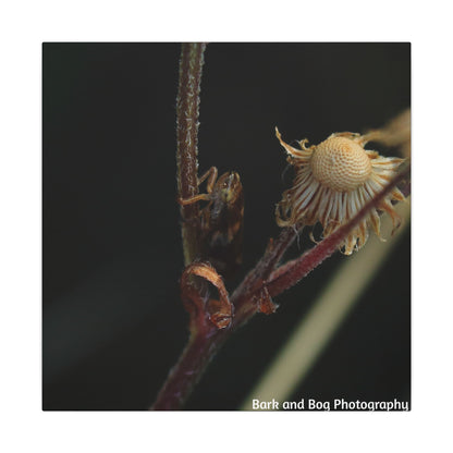 Tree Hopper Macro Canvas