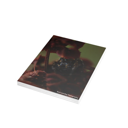 Jumping Spider Postcard Bundle | Envelopes Included