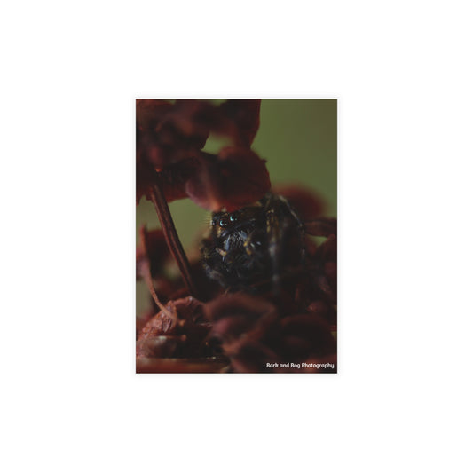 Jumping Spider Postcard Bundle | Envelopes Included