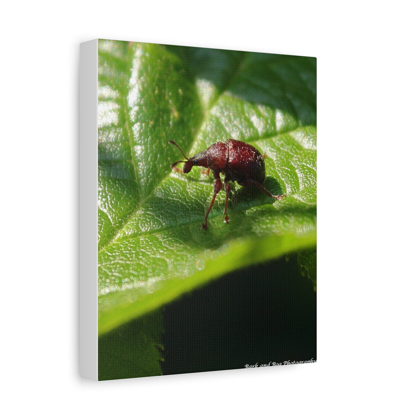 Weevil on Leaf Matte Stretched Canvas Wall Art