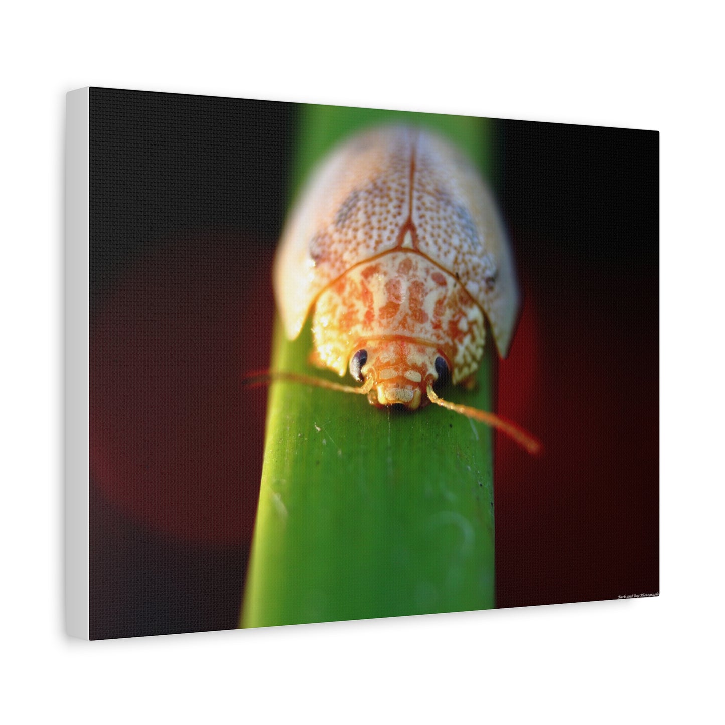Bug Macro Canvas Print — Close-Up Beetle Photography Wall Art