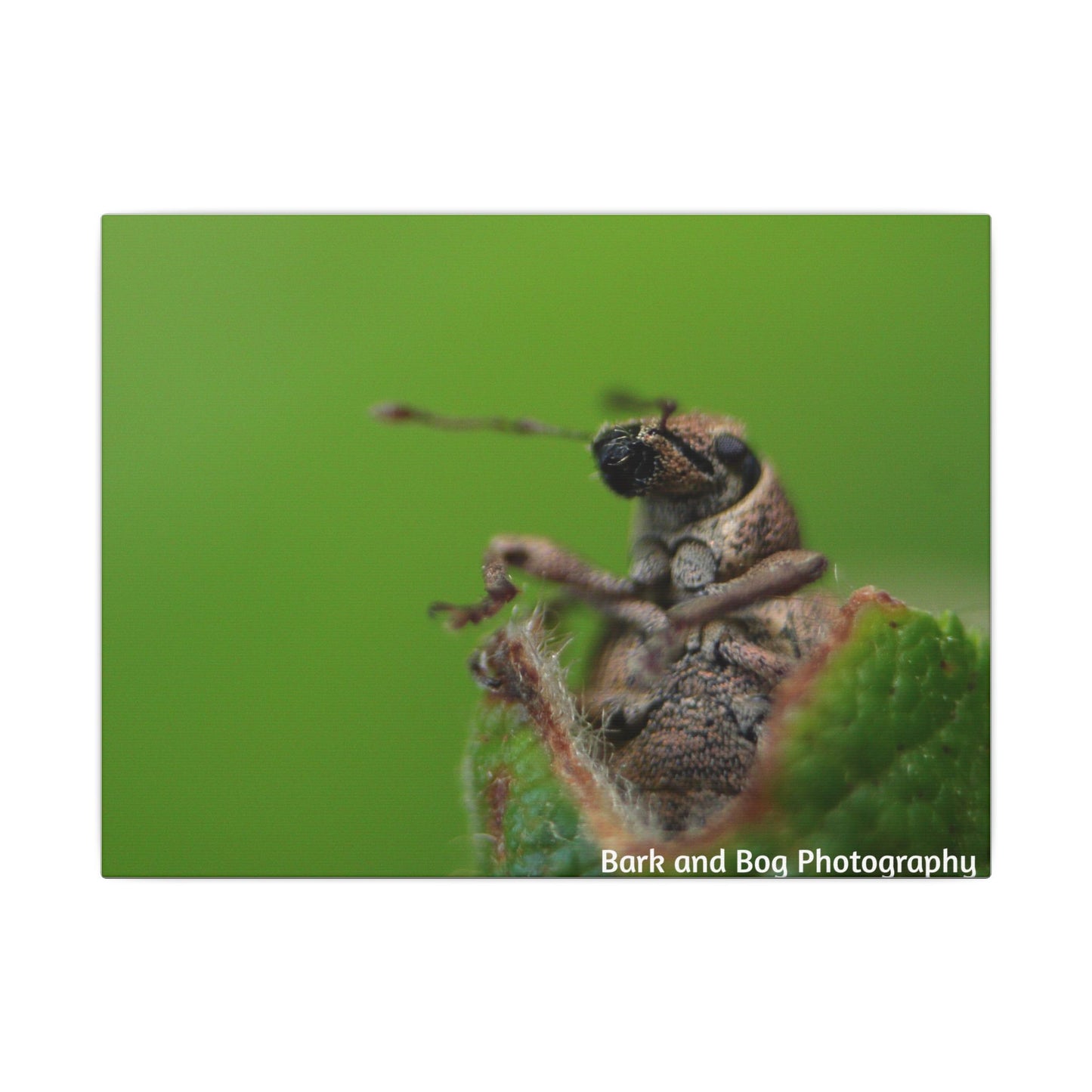 Weevil Macro Wall Art, Nature Decor for Bug Lovers, Green Background, Home Decor, Unique Gifts, Eco-Friendly Art