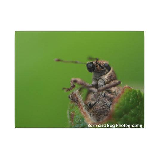 Weevil Macro Wall Art, Nature Decor for Bug Lovers, Green Background, Home Decor, Unique Gifts, Eco-Friendly Art