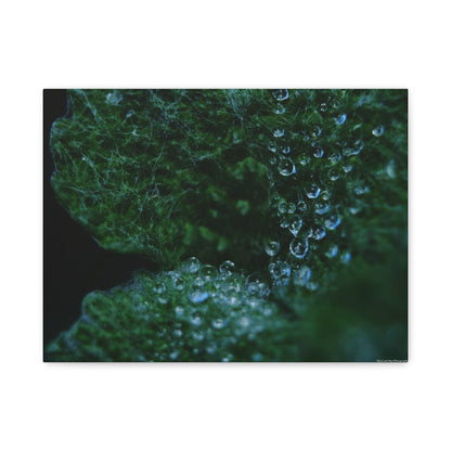 Dew-Kissed Leaf Matte Canvas Wall Art — Stretched 1.25"