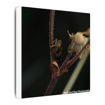 Tree Hopper Macro Canvas