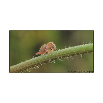 Canvas Print, Buffalo Treehopper Nymph, Matte Wall Art, Stretched Canvas, Nature Print, Wildlife Decor