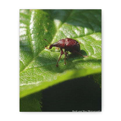 Weevil on Leaf Matte Stretched Canvas Wall Art
