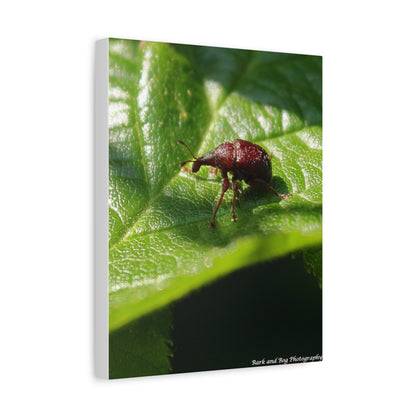 Weevil on Leaf Matte Stretched Canvas Wall Art