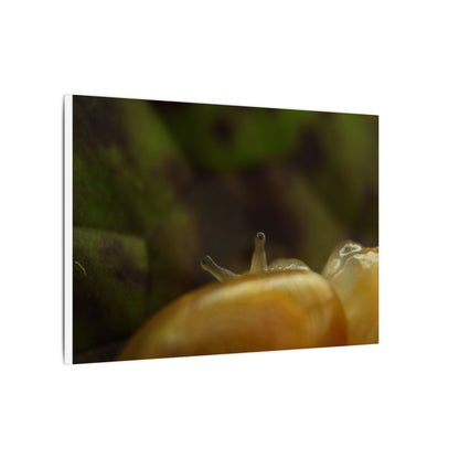 Snail Macro Photography Matte Canvas