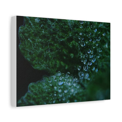 Dew-Kissed Leaf Matte Canvas Wall Art — Stretched 1.25"