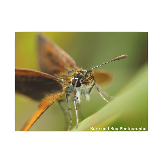 Butterfly Canvas Art, Nature Wall Decor, Insect Home Decoration, Unique Gift, Floral Room Accent