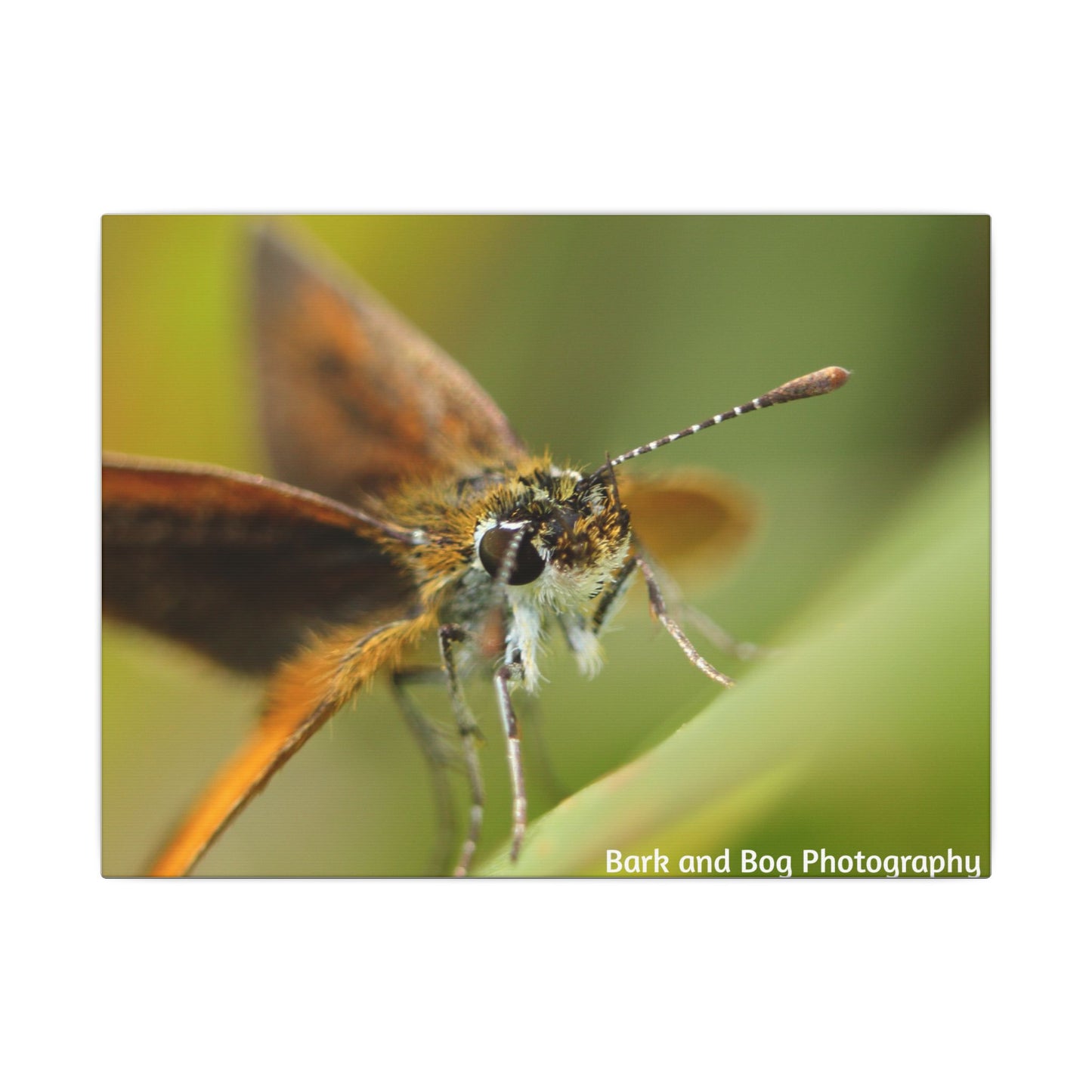 Butterfly Canvas Art, Nature Wall Decor, Insect Home Decoration, Unique Gift, Floral Room Accent