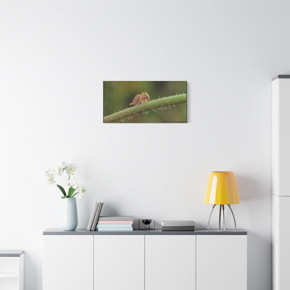 Canvas Print, Buffalo Treehopper Nymph, Matte Wall Art, Stretched Canvas, Nature Print, Wildlife Decor
