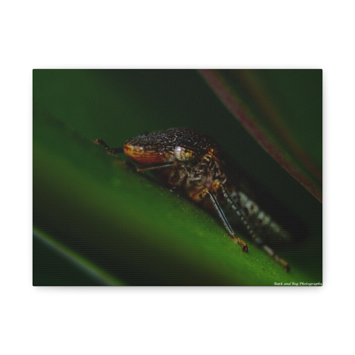 Leaf Hopper Macro Canvas Print — Insect Photography Wall Art