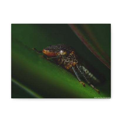 Leaf Hopper Macro Canvas Print — Insect Photography Wall Art