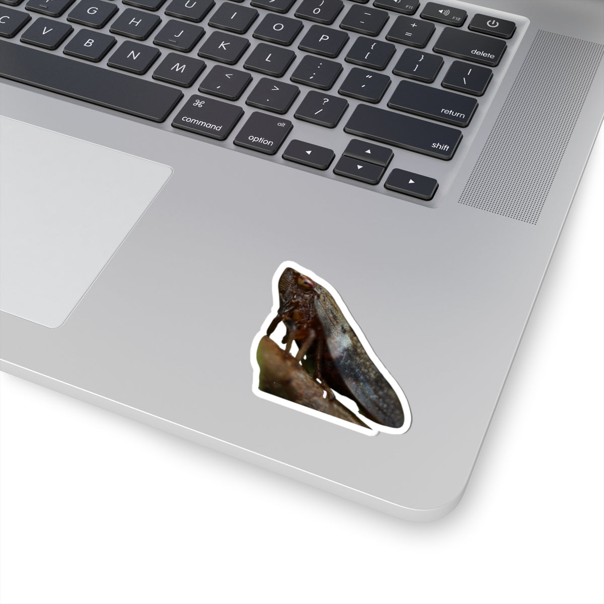 Leafhopper Illustration Kiss-Cut Sticker | Insect Laptop Decal