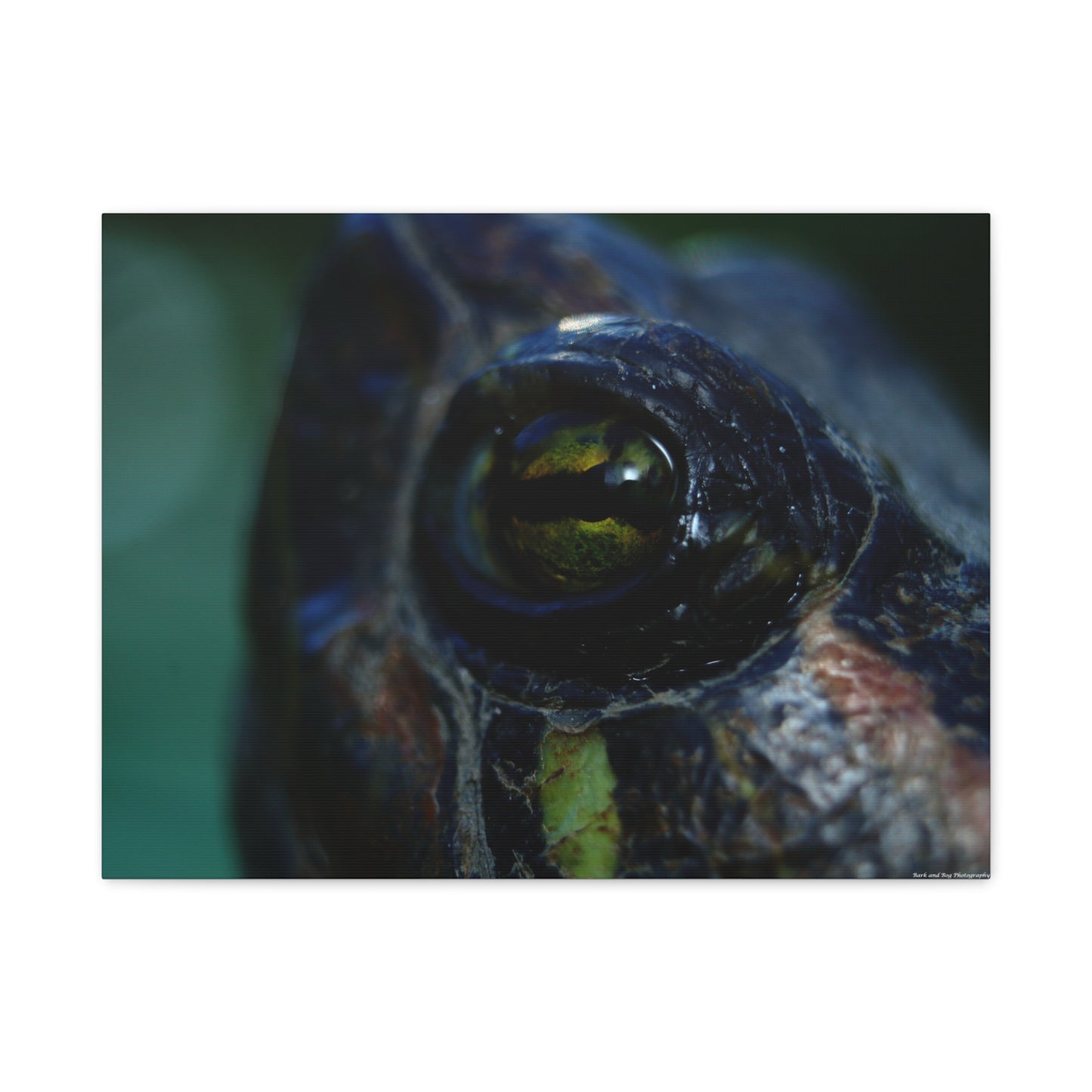 Turtle Eye Macro Matte Canvas Print — Close-Up Wall Art