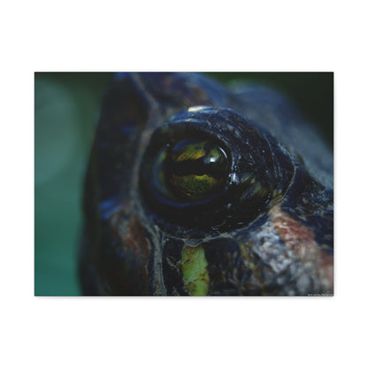 Turtle Eye Macro Matte Canvas Print — Close-Up Wall Art