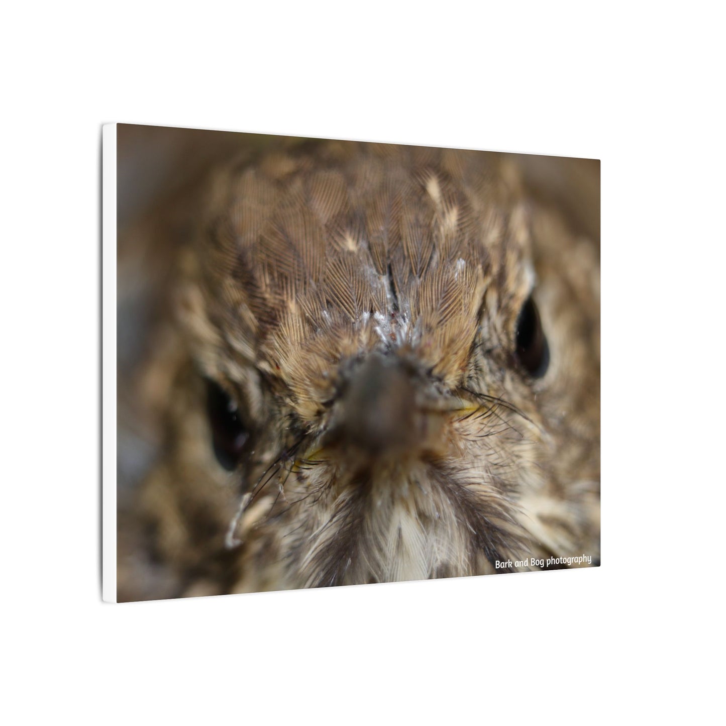 Close-Up Hermit Thrush Face canvas | Matte Stretched Canvas Wall Art