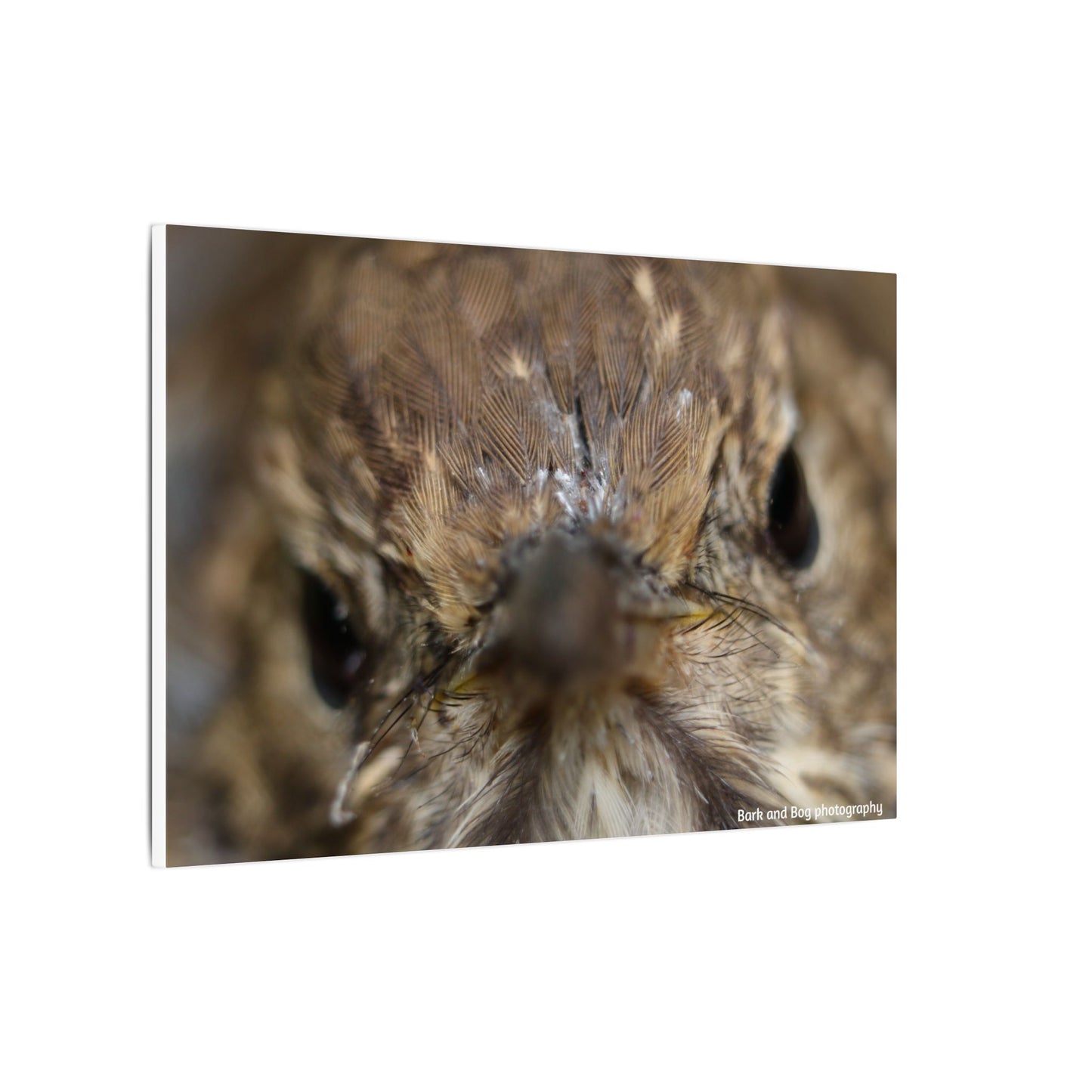 Close-Up Hermit Thrush Face canvas | Matte Stretched Canvas Wall Art