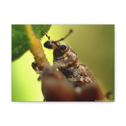 Macro Weevil Canvas Print — Close-Up Insect Wall Art